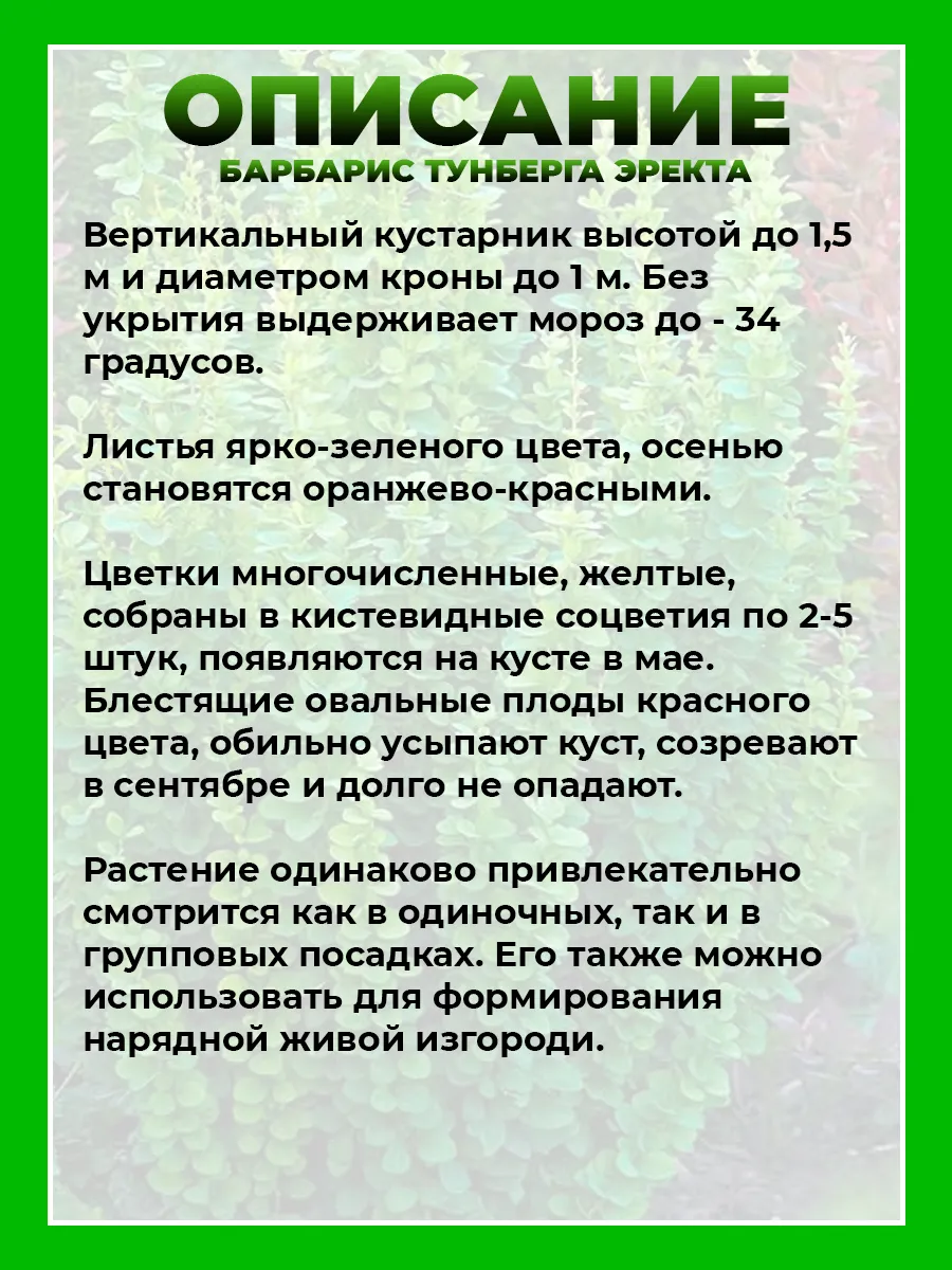 Барбарис Тунберга Эректа