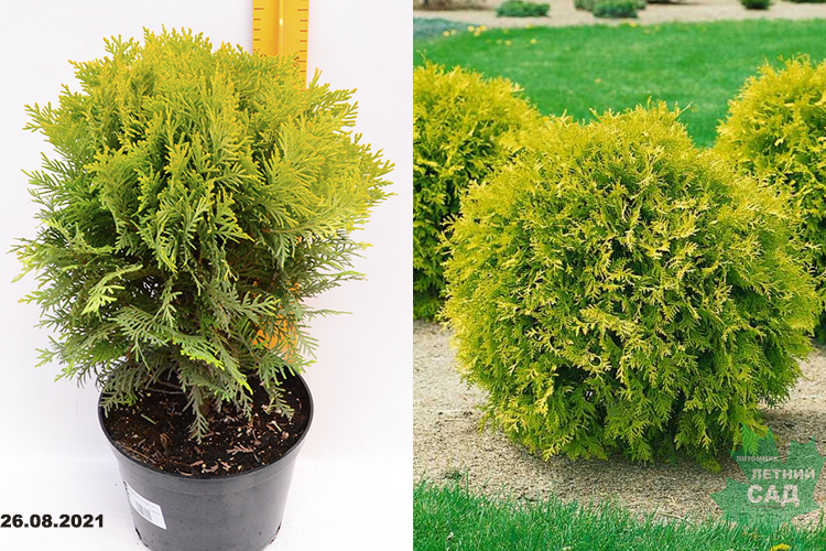 Туя западная Мирьям с5 л