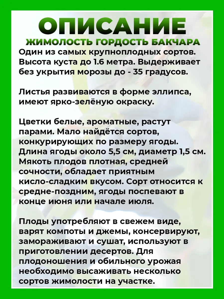 Жимолость съедобная Гордость Бакчара