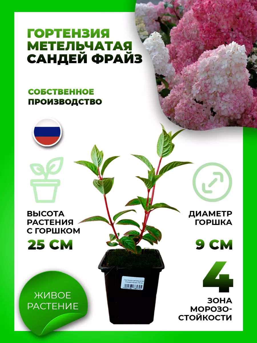 Гортензия метельчатая Сандей Фрайз