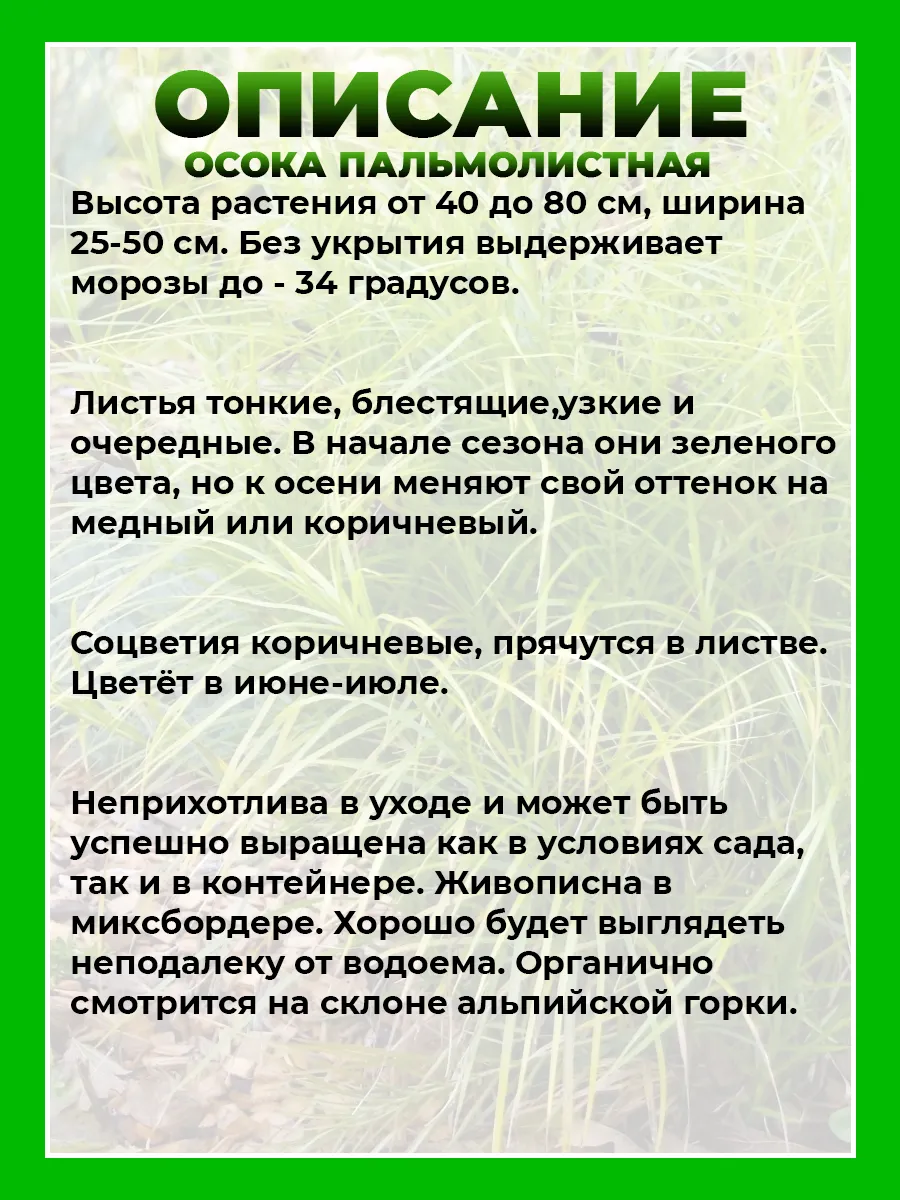 Осока пальмолистная