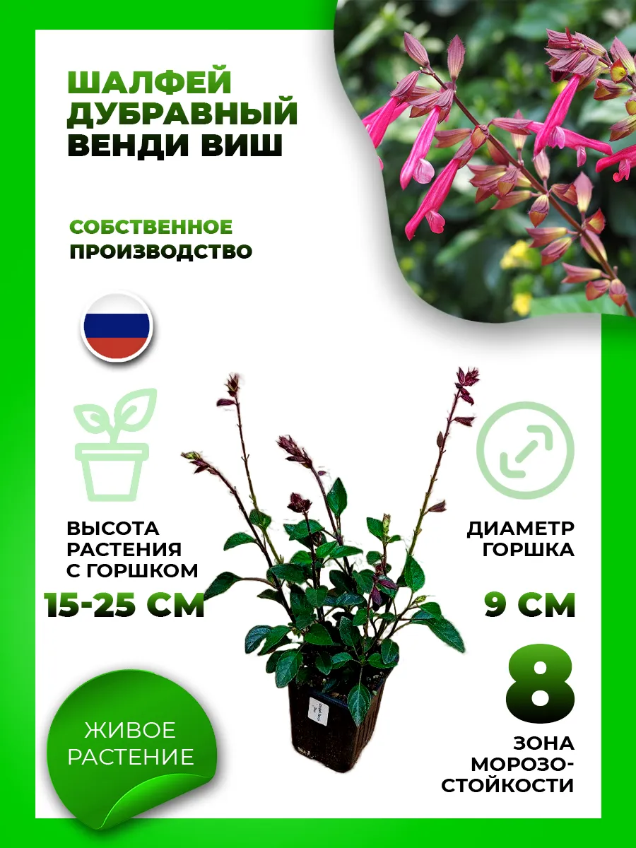 Шалфей гибридный Венди Виш