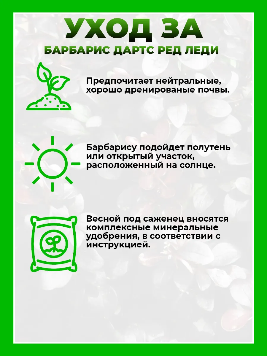 Барбарис Тунберга Дартс Ред Леди