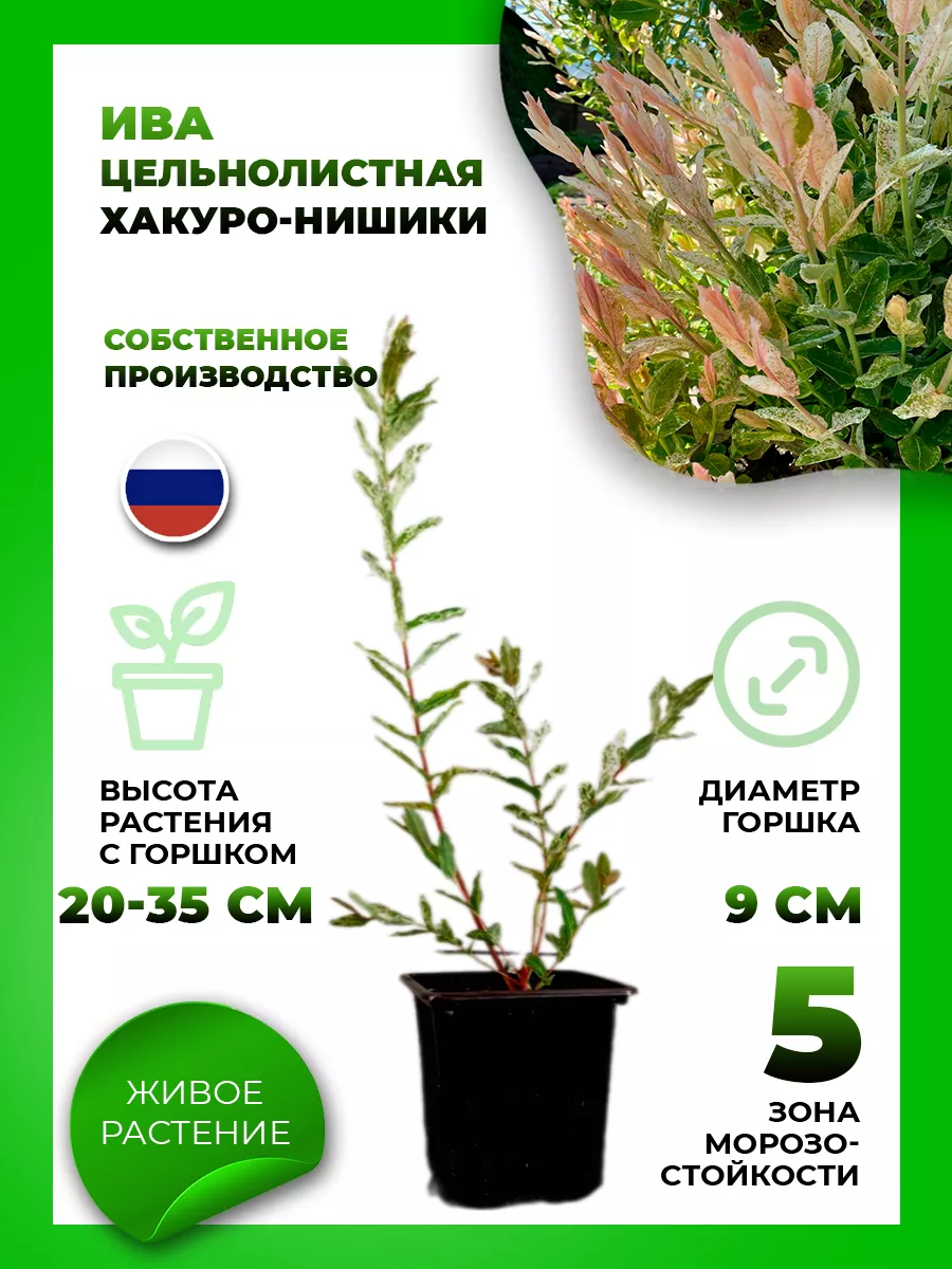 Ива цельнолистная Хакуро-Нишики