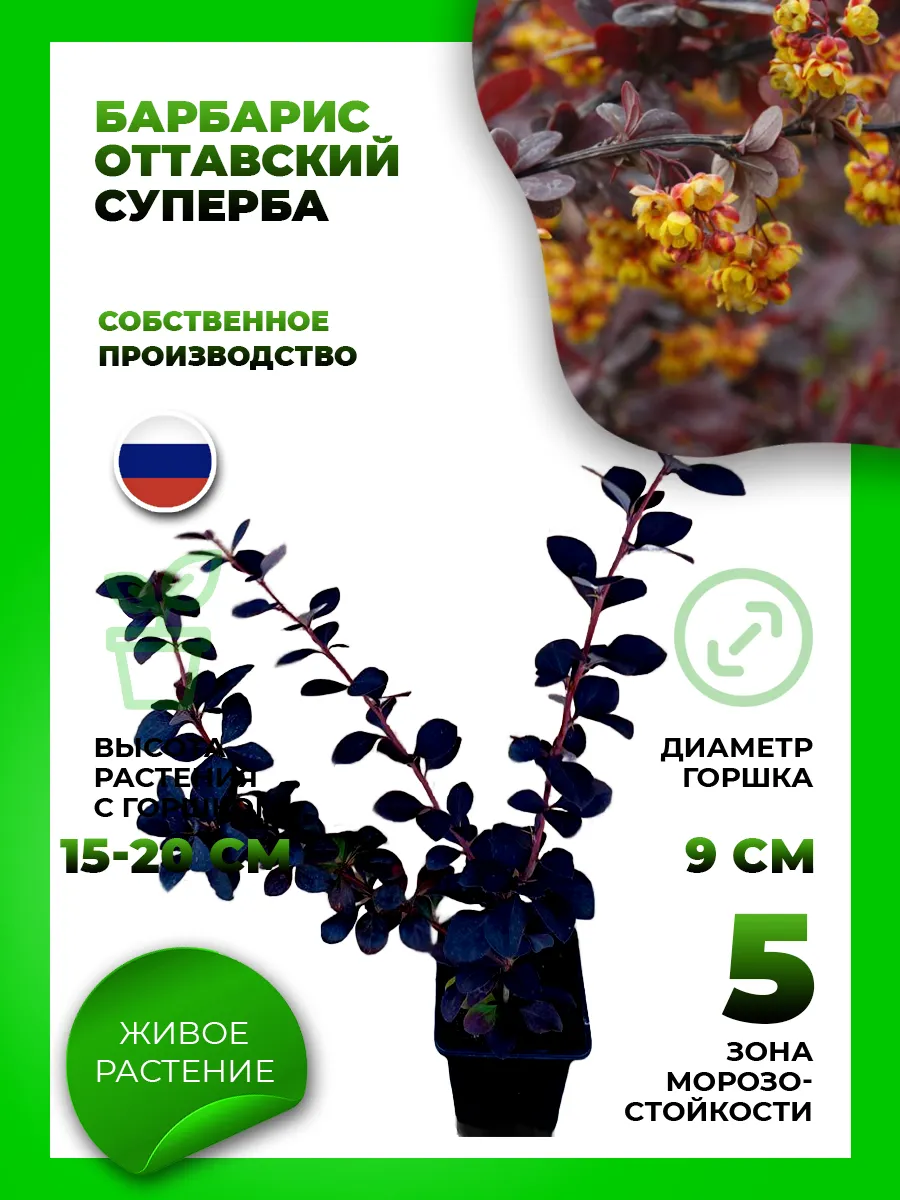 Барбарис оттавский Суперба