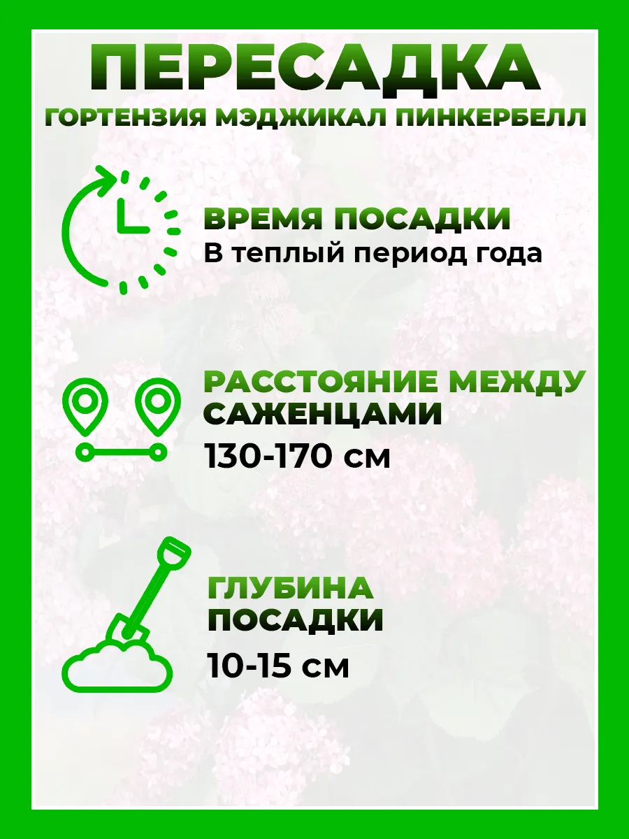 Гортензия древовидная Мэджикал Пинкербелл