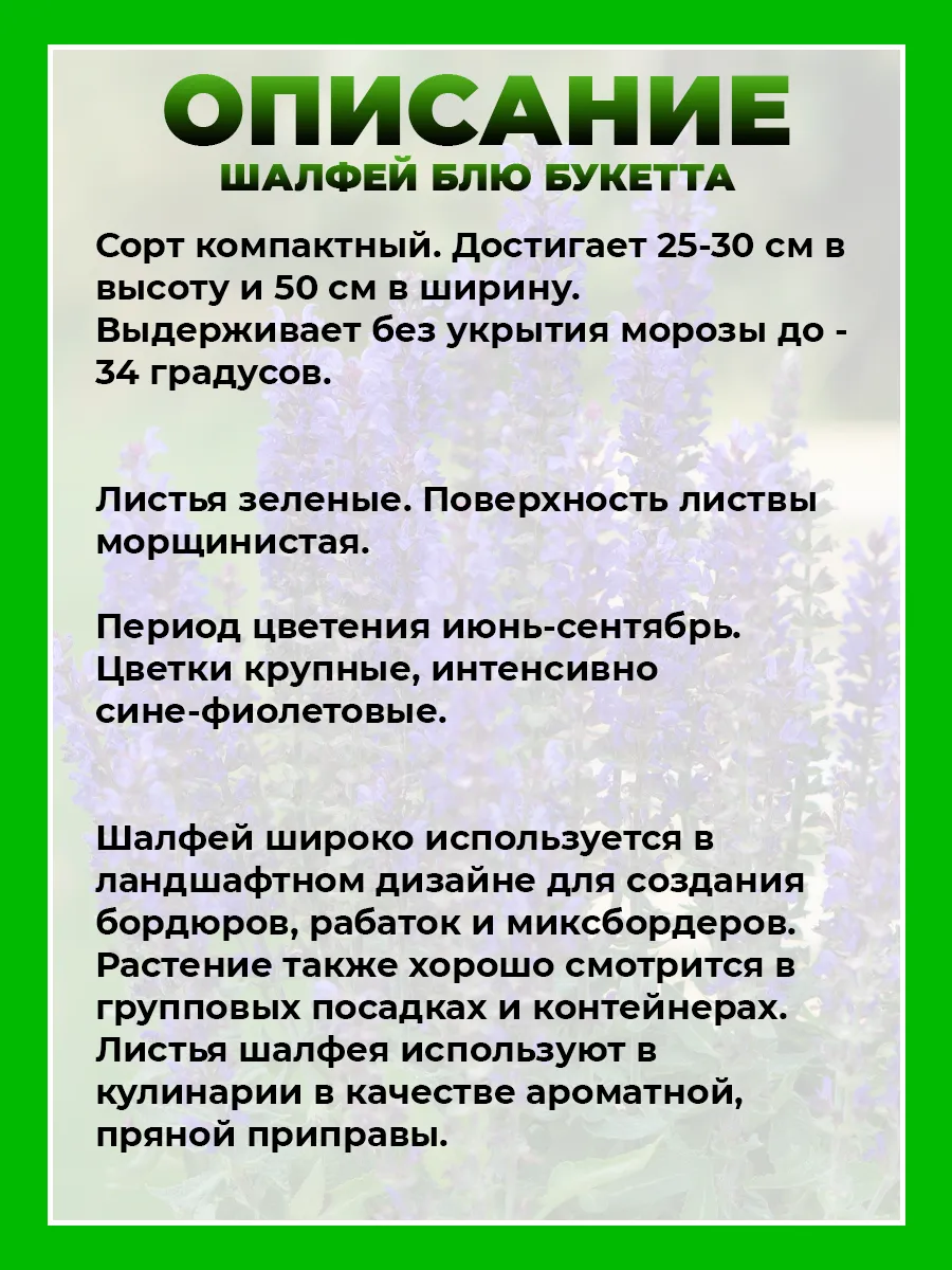 Шалфей дубравный Блю Букетта