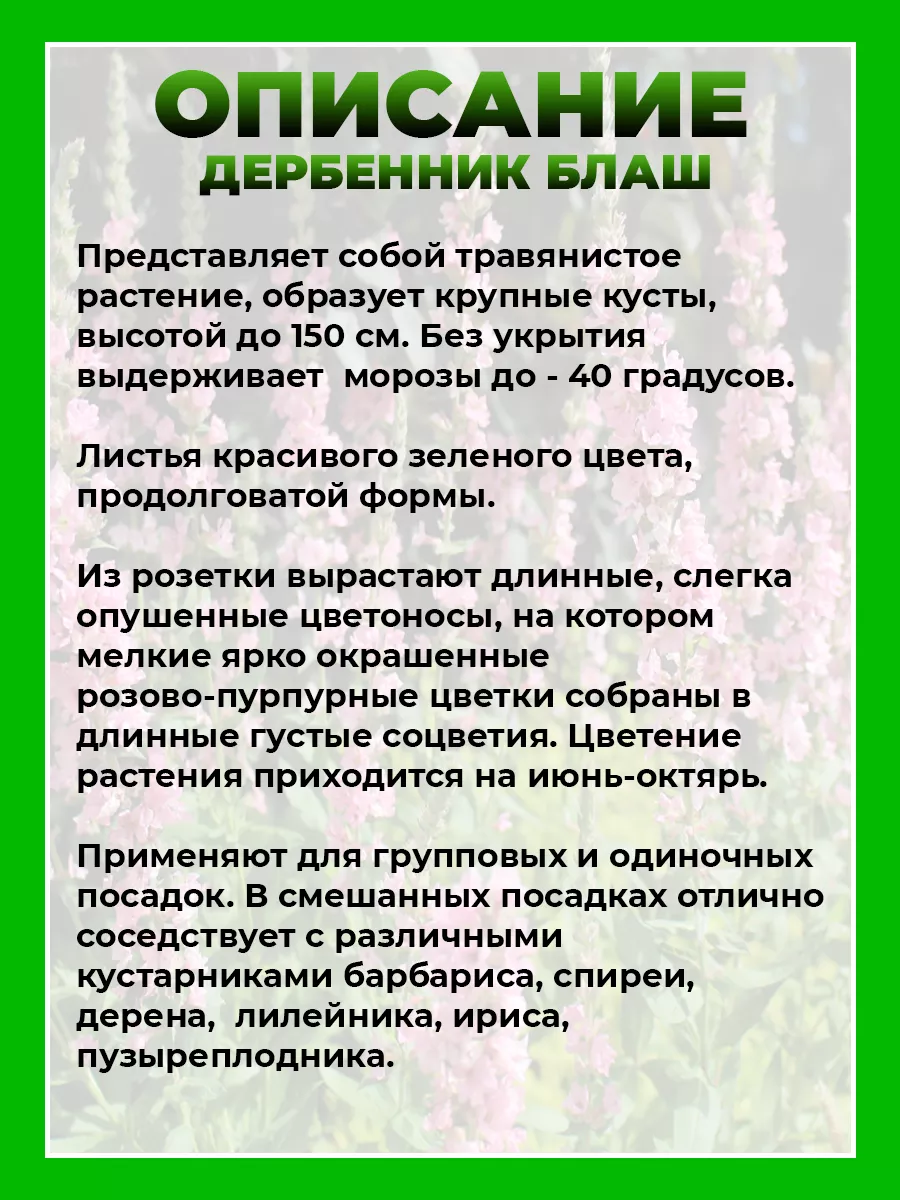 Дербенник иволистный Блаш