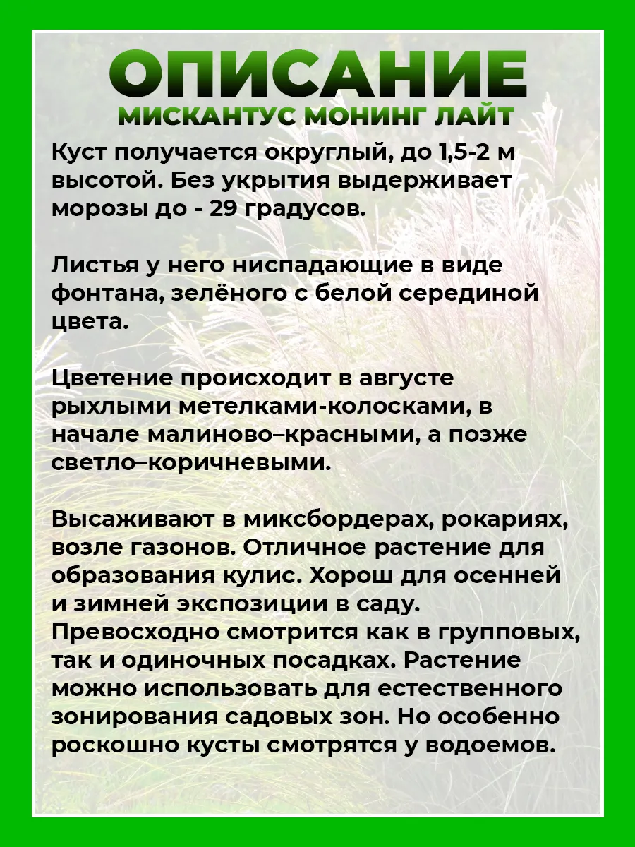 Мискантус китайский Монинг Лайт