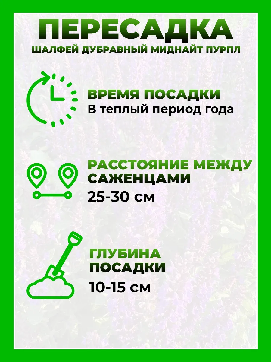 Шалфей дубравный Миднайт Пурпул