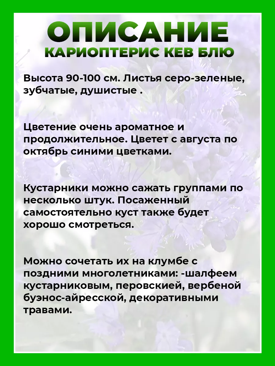 Кариоптерис кландоненский Кью Блю