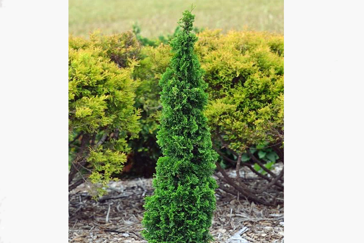 Туя западная Дегрутс Спайер (Thuja occidentalis DeGroot`s Spire) С2,5 ...
