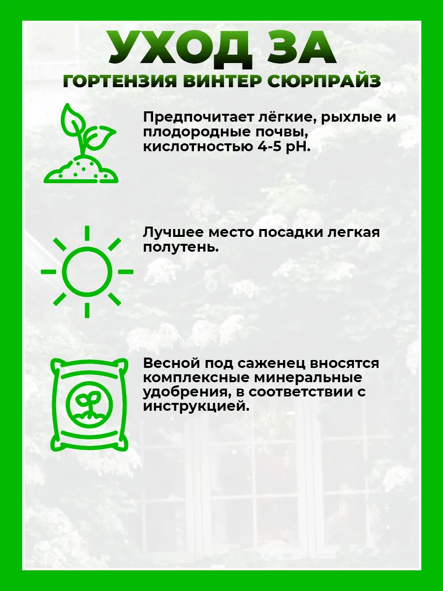Гортензия плетистая Винтер Сюрпрайз