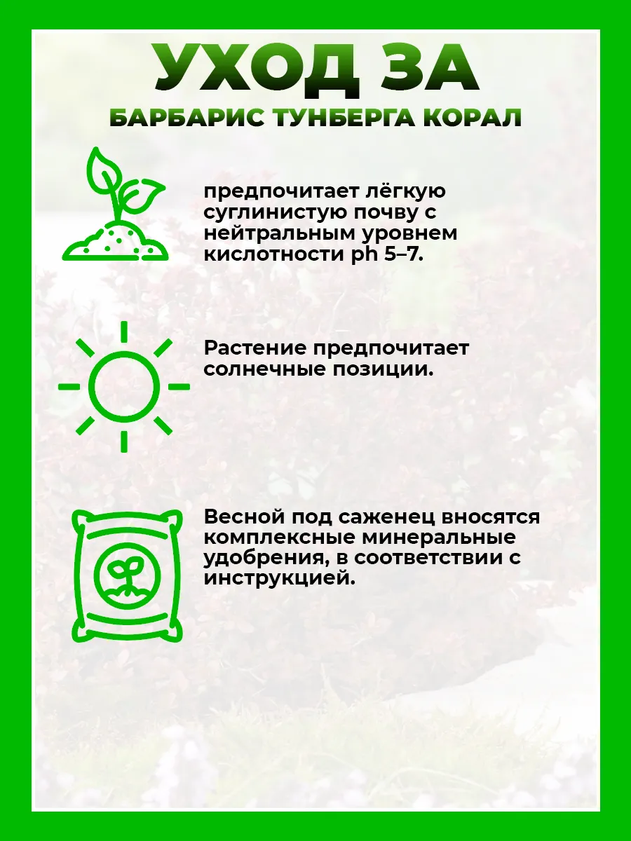 Барбарис Тунберга Корал