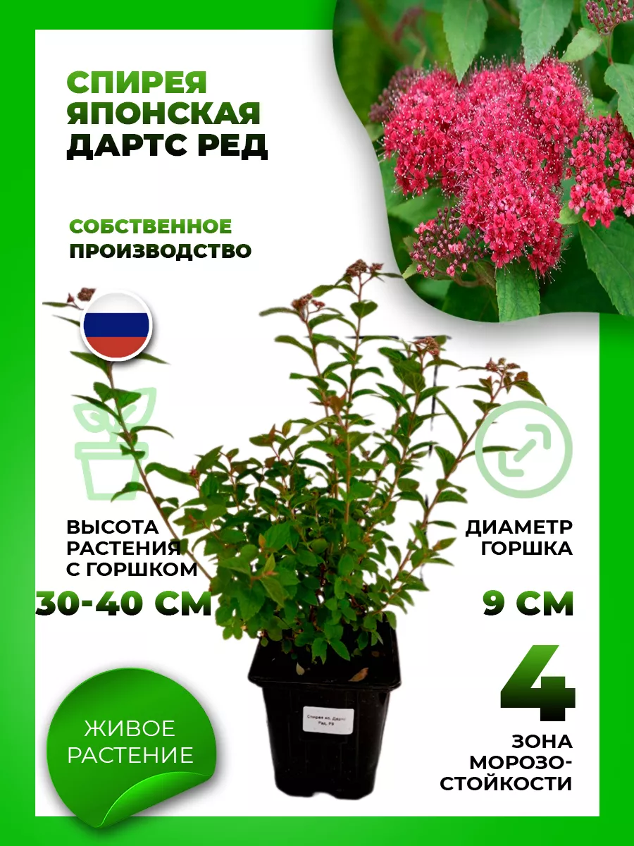 Спирея японская Дартс Ред