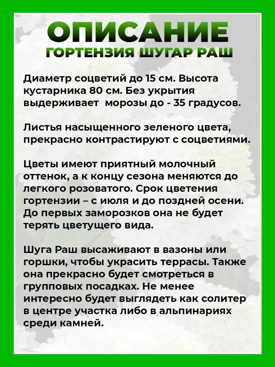 Гортензия метельчатая Шугар Раш
