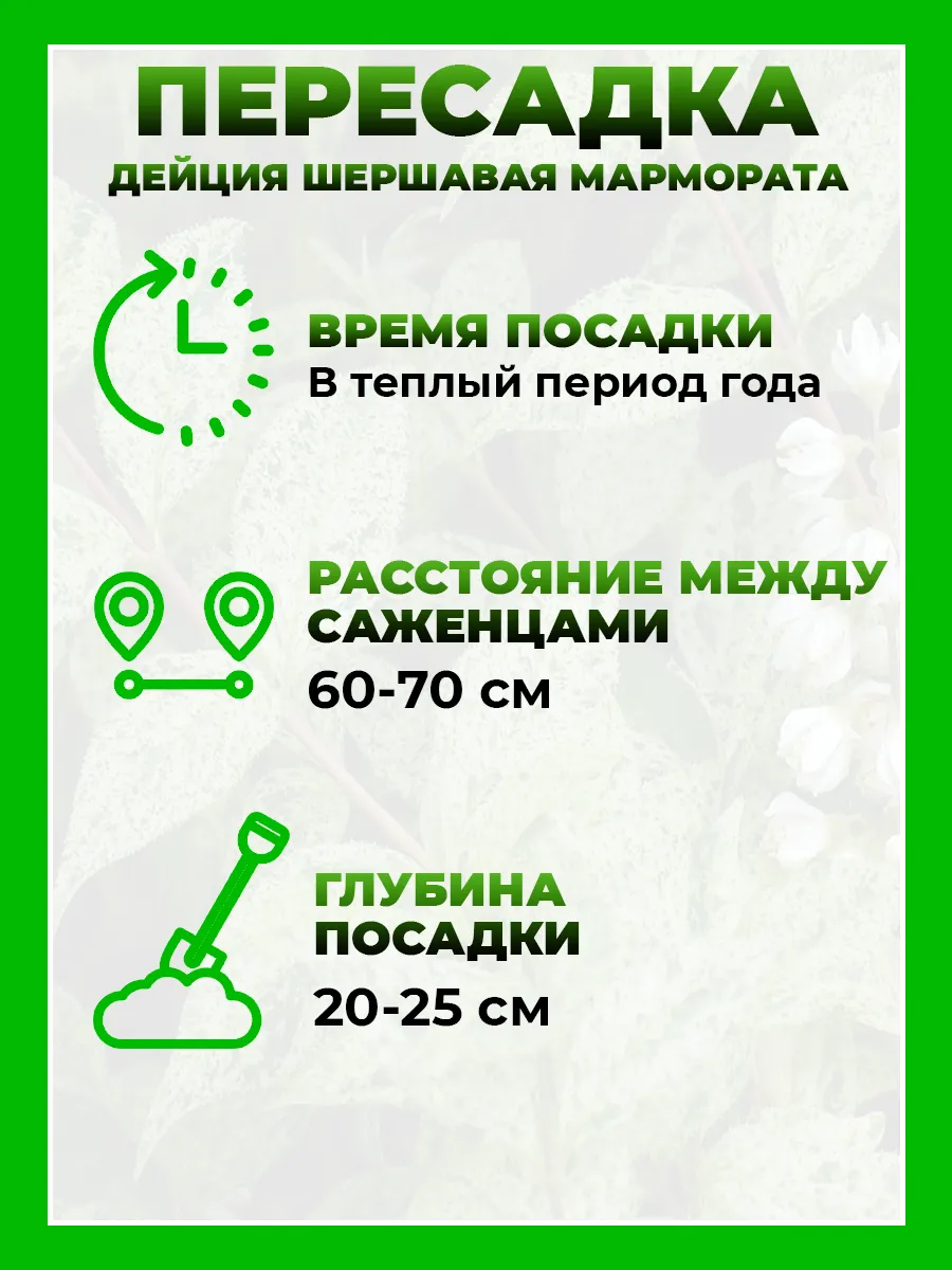 Дейция шершавая Мармората
