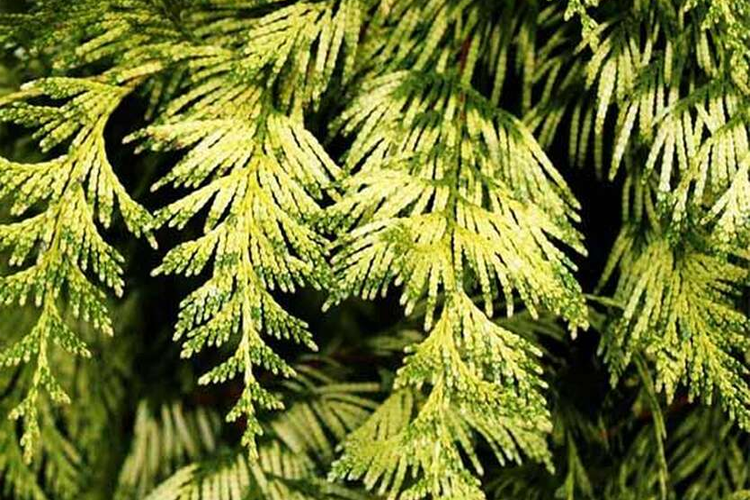 Туя складчатая Айриш Голд (Thuja plicata Irish Gold)