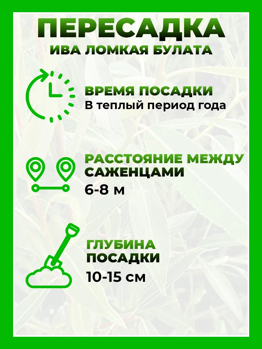 Ива ломкая Булата