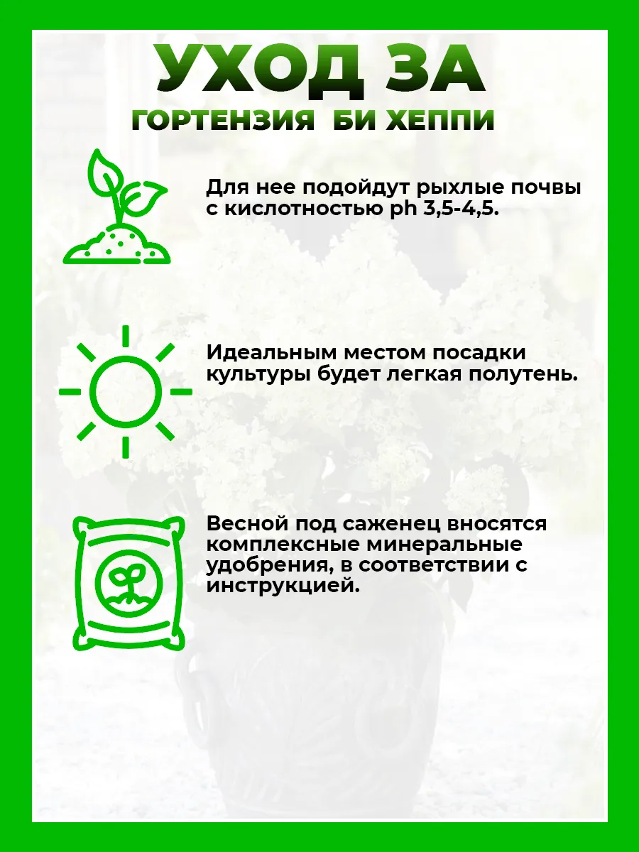 Гортензия метельчатая Би Хэппи