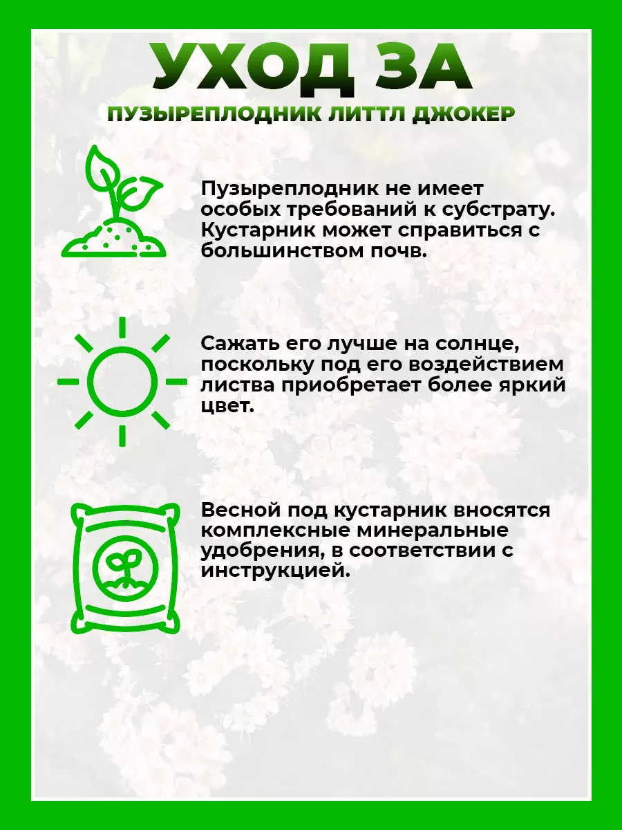 Пузыреплодник калинолистный Литтл Джокер