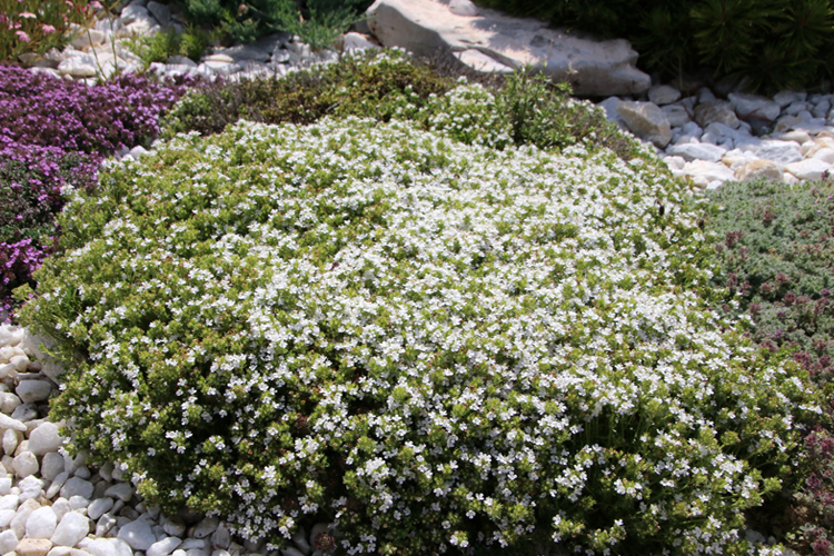 Тимьян ранний Альбифлорус (Thymus praecox Albiflorus)