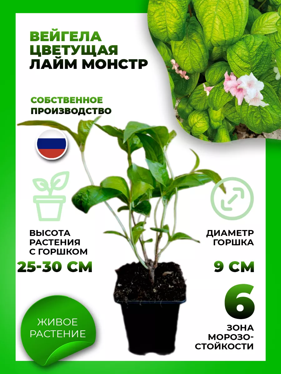 Вейгела цветущая Лайм Монстр