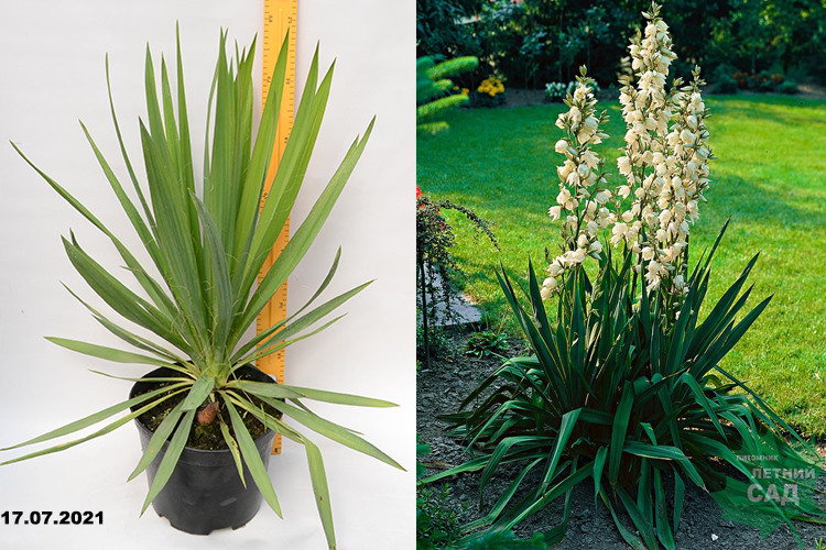 Юкка нитчатая (Yucca filamentosa) С7,5 — Питомник Летний сад