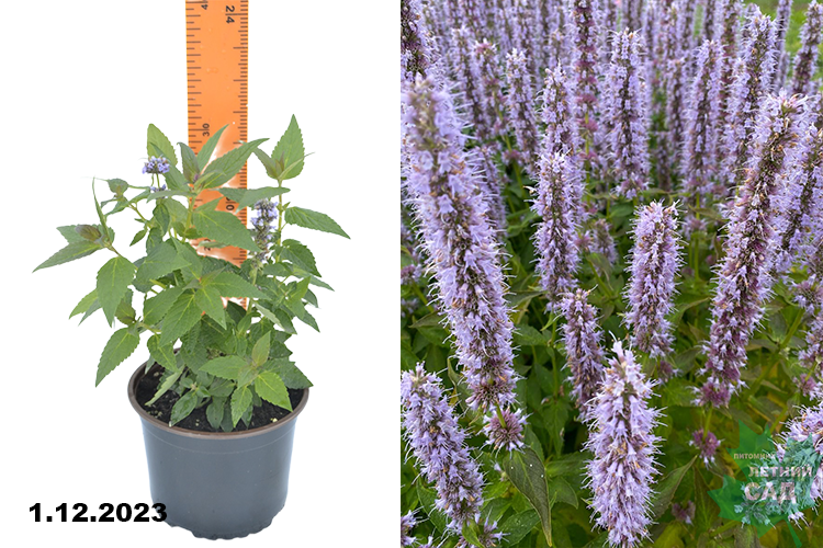 Агастахе мексиканский Блю Фартун (Agastache Blue Fortune) С1,5