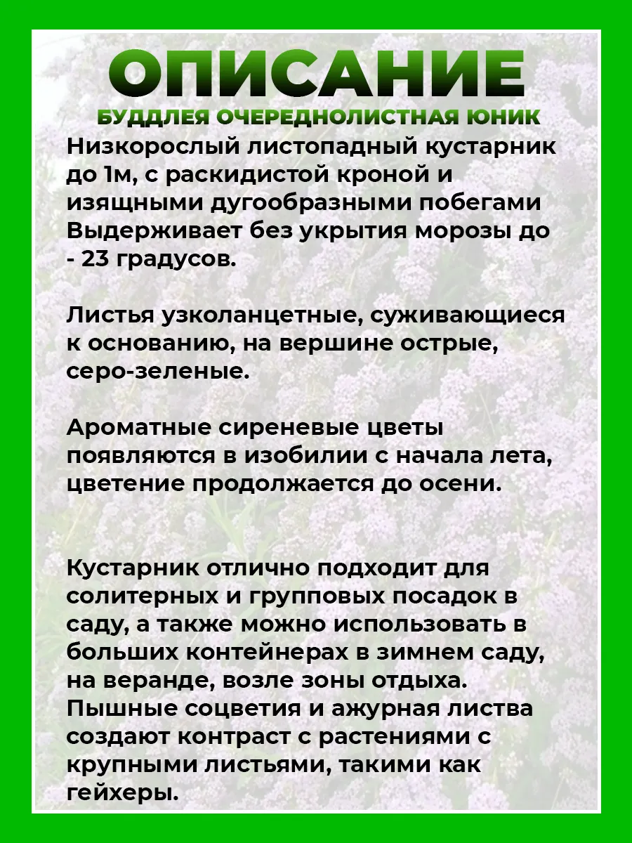 Буддлея очереднолистная Юник