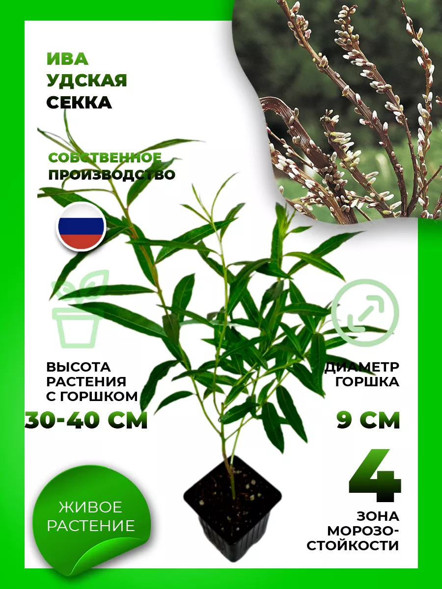 Ива Удинская Секка