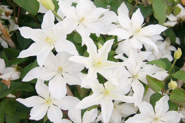 Клематис Беби стар (Clematis Baby Star) Р9 — Питомник Летний сад