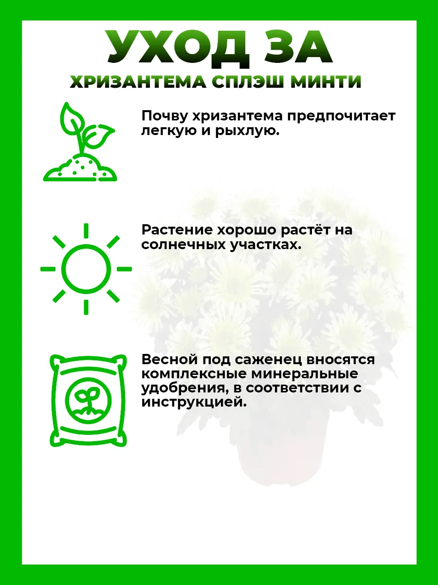 Хризантема крупноцветковая Сплэш Минти