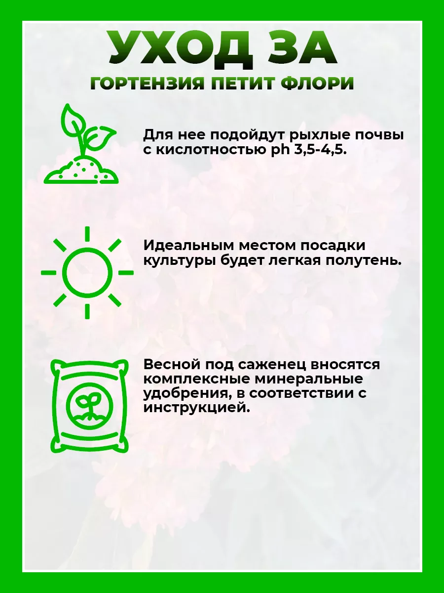 Гортензия метельчатая Петит Флори