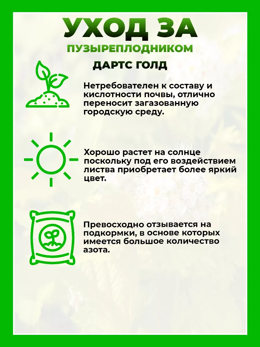 Пузыреплодник калинолистный Дартс Голд