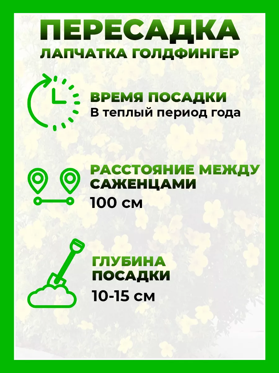 Лапчатка кустарниковая Голдфингер