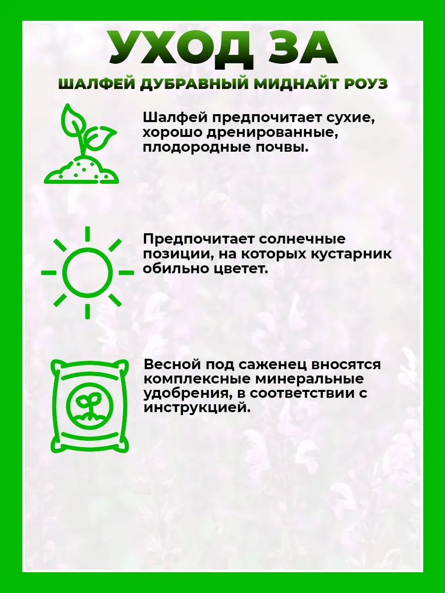 Шалфей дубравный Миднайт Роуз
