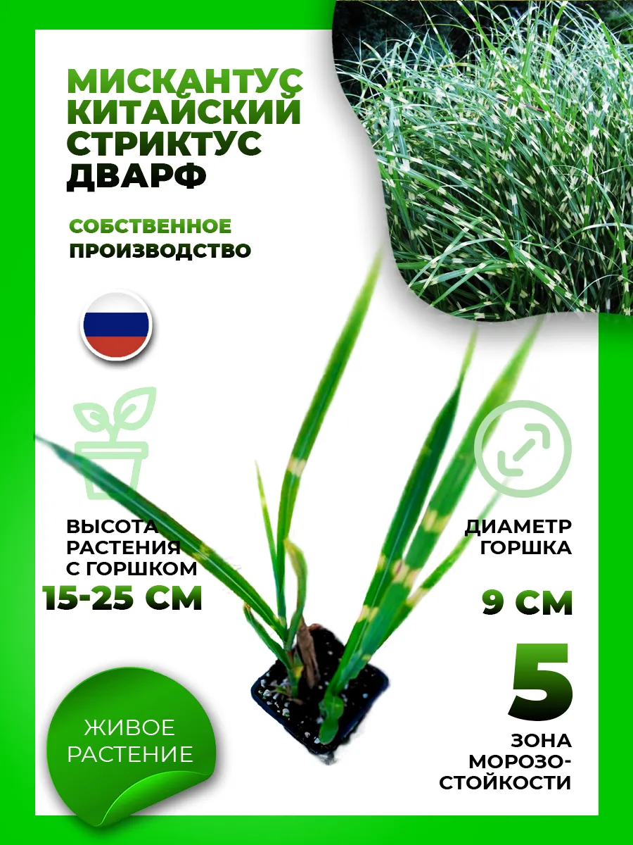 Мискантус китайский Стриктус Дварф