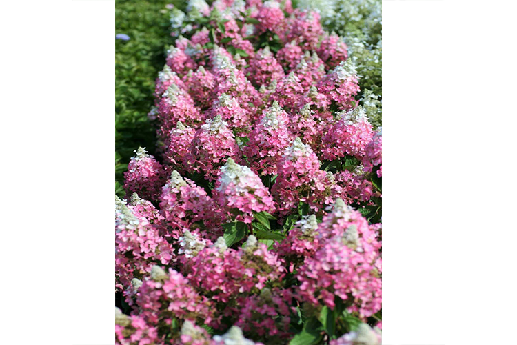 Hydrangea paniculata Magical Vesuvio