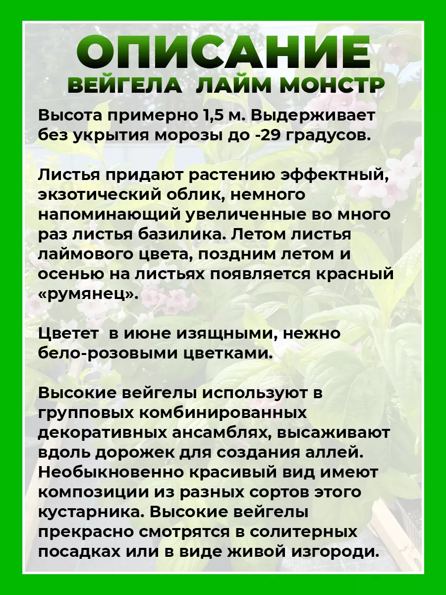 Вейгела цветущая Лайм Монстр