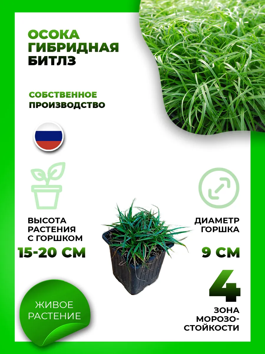 Осока гибридная Битлз