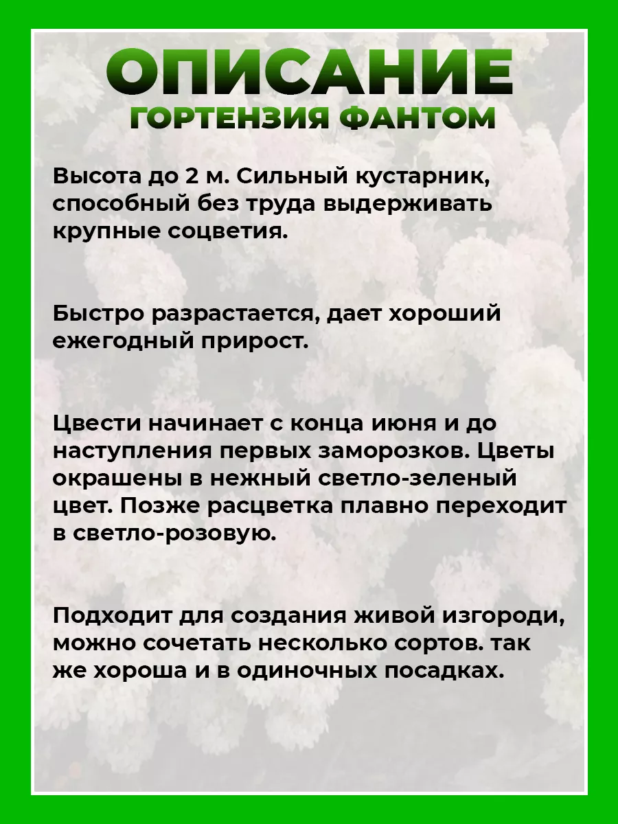 Гортензия метельчатая Фантом
