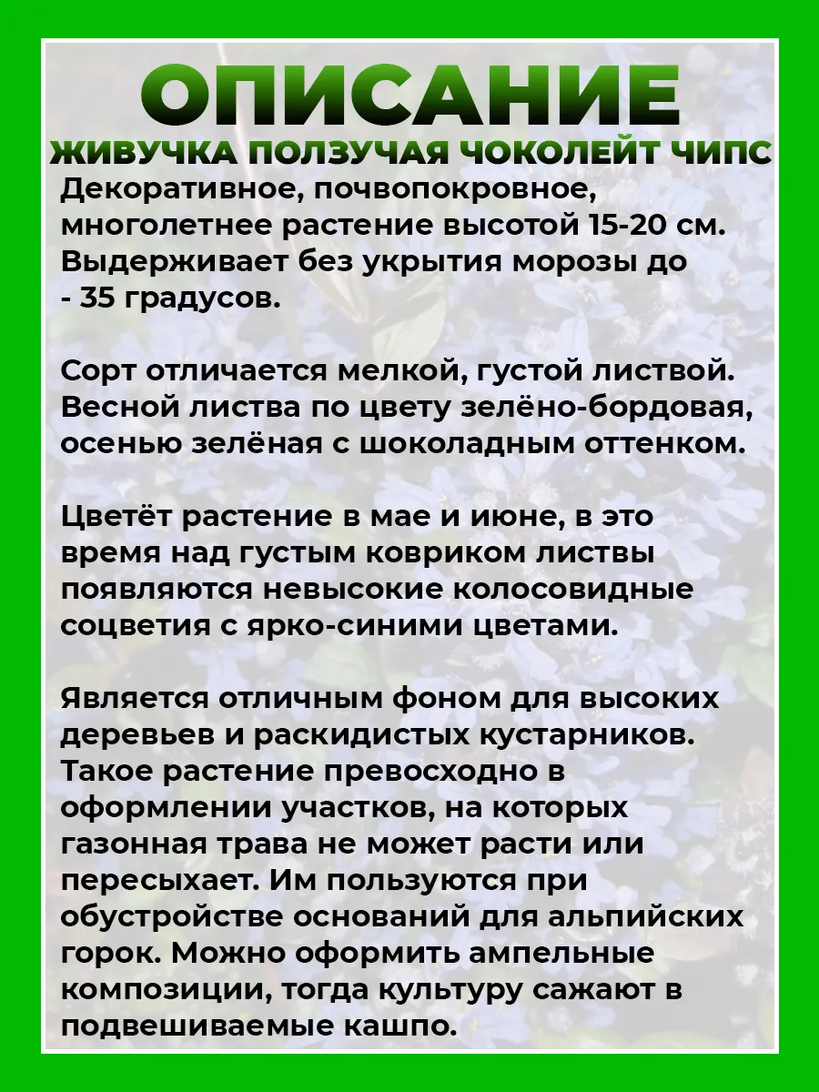 Живучка ползучая Чоколейт Чипс