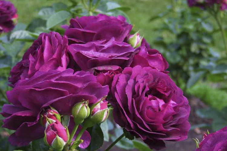 Роза флорибунда Твайлайт Зон (Rosa Grandiflora Twilight Zone
