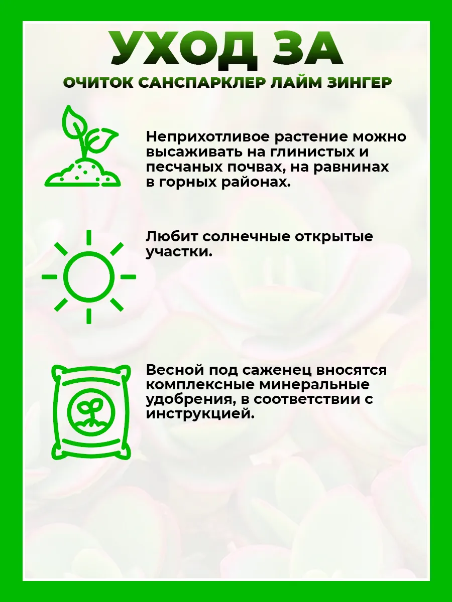 Очиток гибридный Санспарклер Лайм Зингер