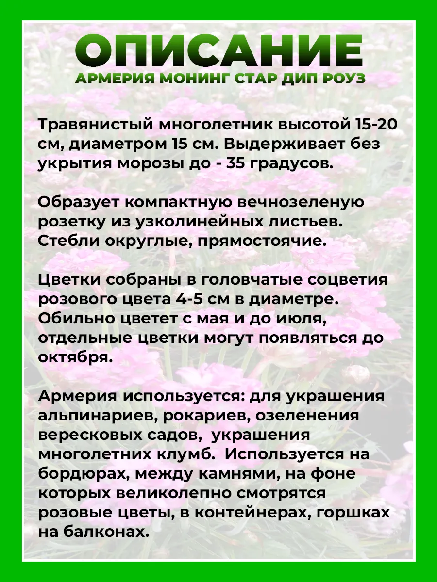 Армерия Монинг Стар Дип Роуз
