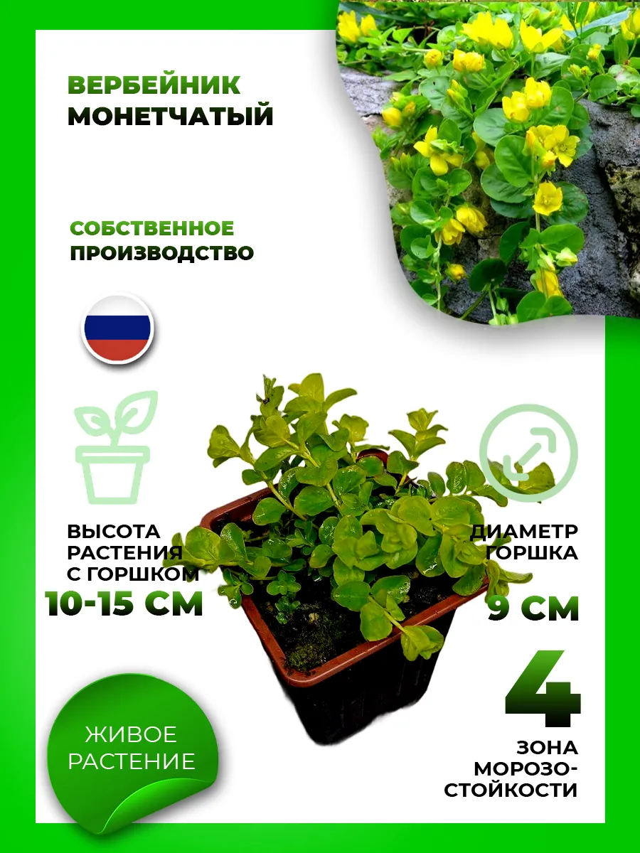 Вербейник монетчатый
