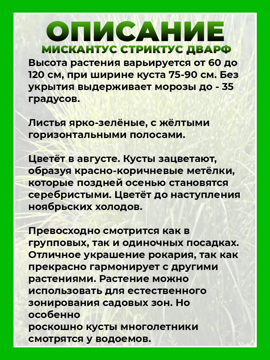 Мискантус китайский Стриктус Дварф