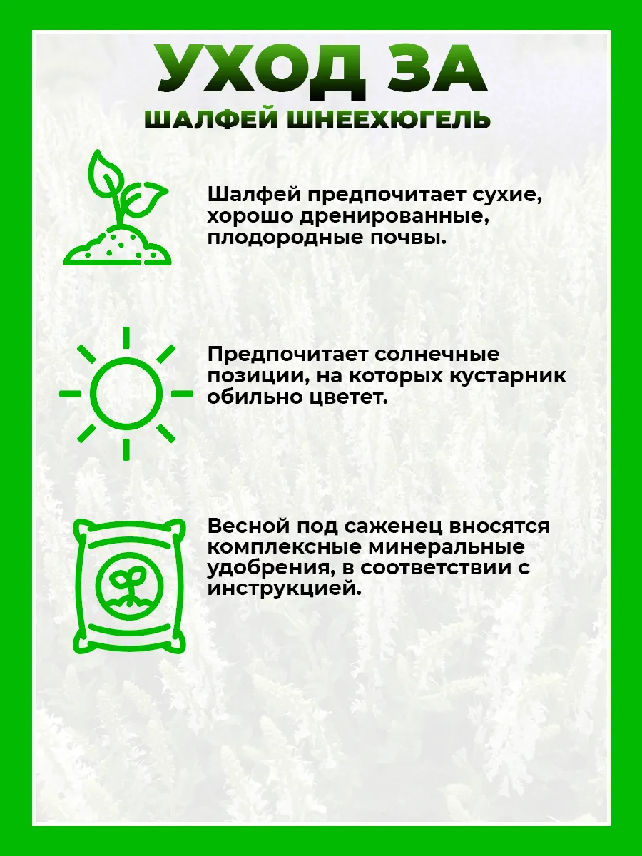Шалфей дубравный Шнеехюгель