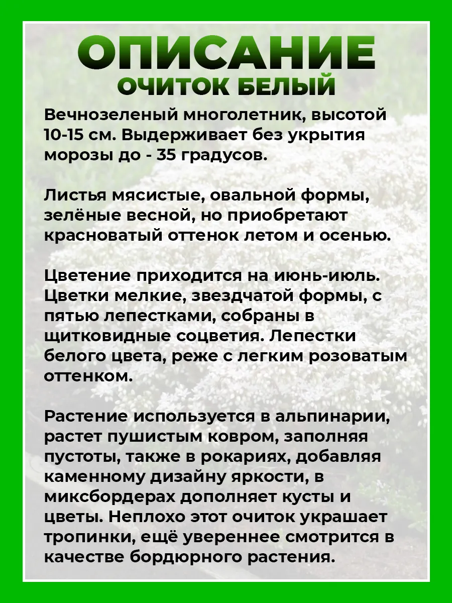 Очиток (Седум) белый